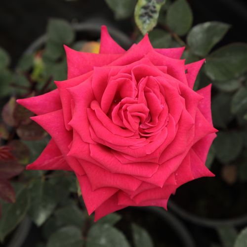 Vendita, rose Rosa Agkon - rosa non profumata - Rose Ibridi di Tea - Rosa ad alberello - rosa - Richard Agel0 - 0